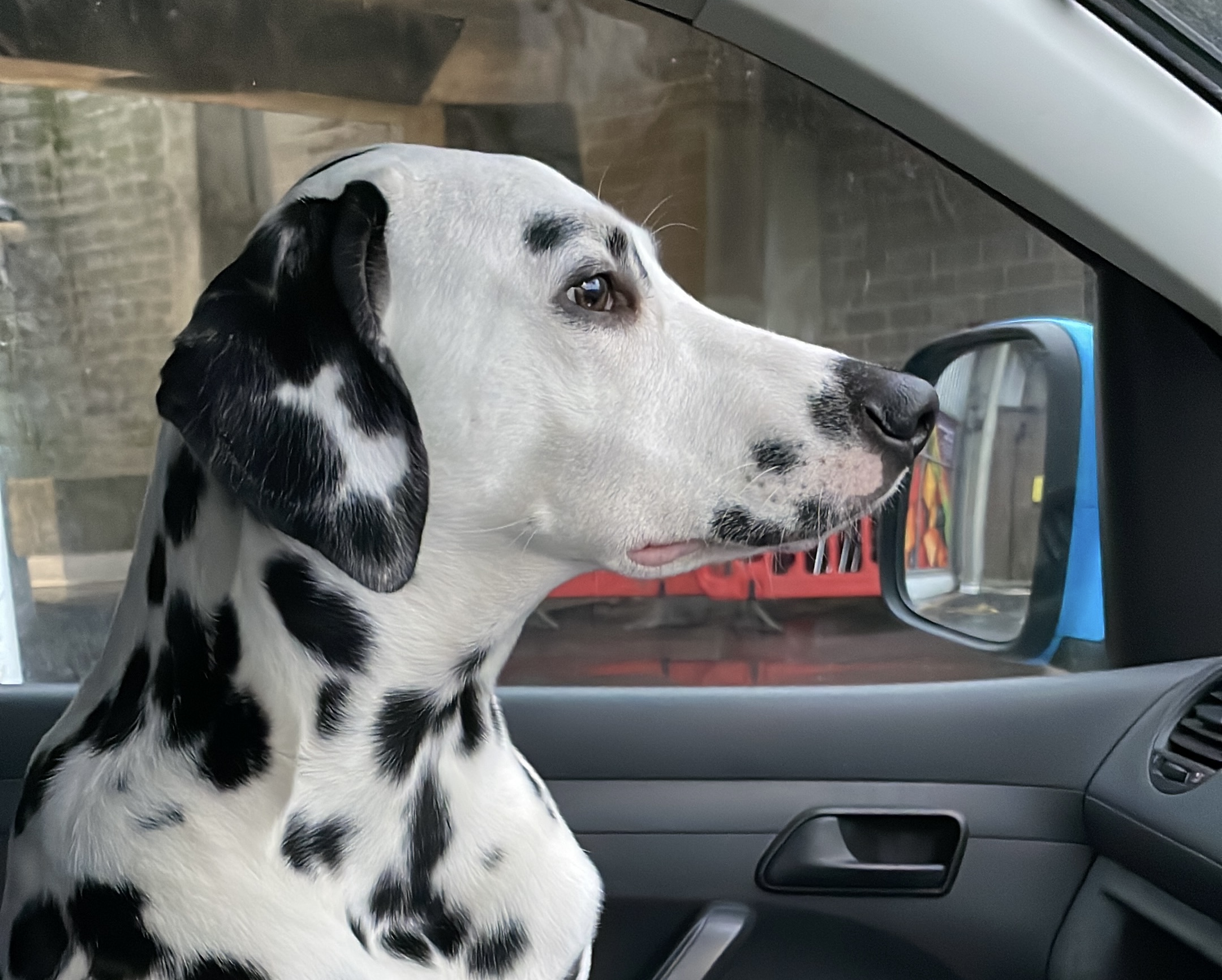 Molly the Dalmatian enjoying a comfortable car bed with AutoChain branding, showcasing safe pet travel solutions